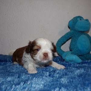 Imperial AKC Shih Tzu Skittles