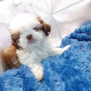 Imperial AKC Shih Tzu Skittles