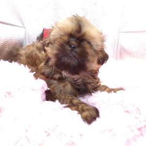 Imperial AKC Shih Tzu