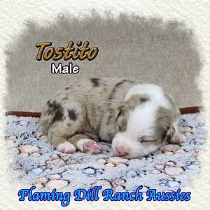 Tostito - Mini Red Merle Aussie Male