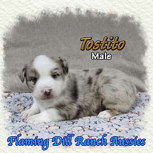 Tostito - Mini Red Merle Aussie Male