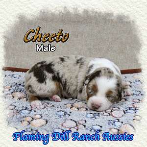 Cheeto - Mini Red Merle Aussie Male