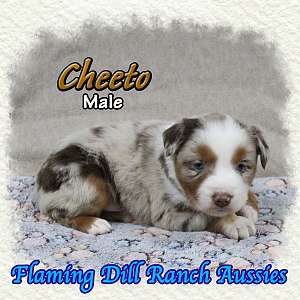 Cheeto - Mini Red Merle Aussie Male