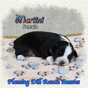 Martini - Toy Black Tri Aussie Female