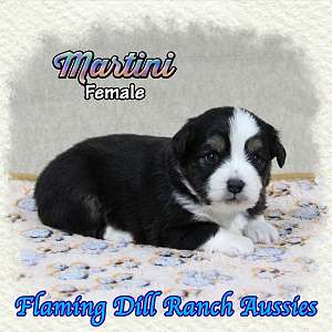 Martini - Toy Black Tri Aussie Female