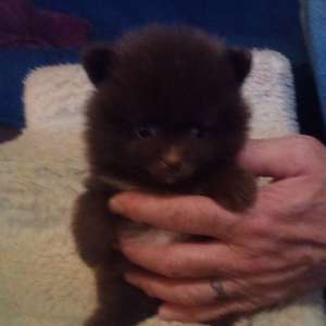 AKC Dark chocolate pomeranian