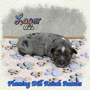 Lager - Toy Blue Merle Aussie Male