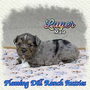 Lager - Toy Blue Merle Aussie Male