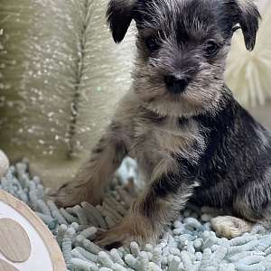 Mini Schnauzer