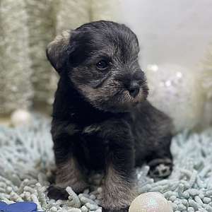 Mini Schnauzer