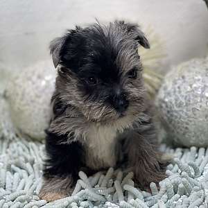 Mini Schnauzer