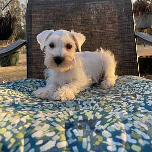 Mini Schnauzer