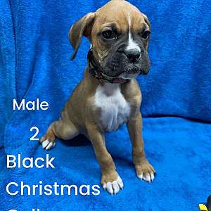 Christmas collar boxer pup