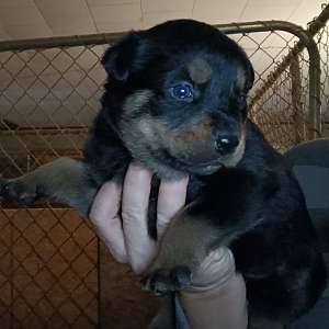 AKC Rottweiler