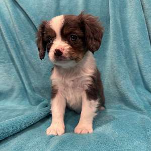 King Charles Cavalier Miniature Australian Shepherd