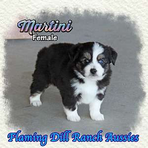 Martini - Toy Black Tri Aussie Female