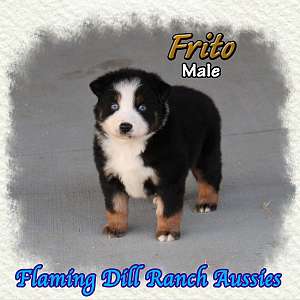 Frito - Mini Black Tri Aussie Male