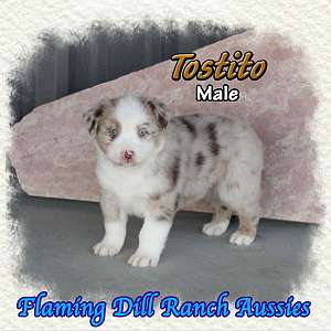 Tostito - Mini Red Merle Aussie Male