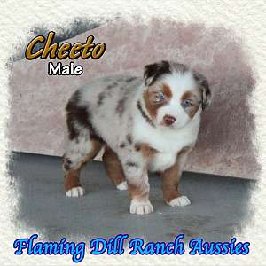 Cheeto - Mini Red Merle Aussie Male