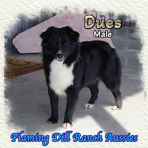 Dues - Mini Black Bi Aussie Male