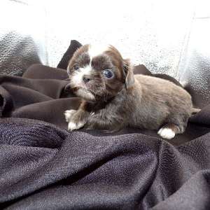 Imperial Shih Tzu Puppies