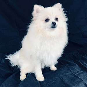 WHITEY - CKC Pomeranian