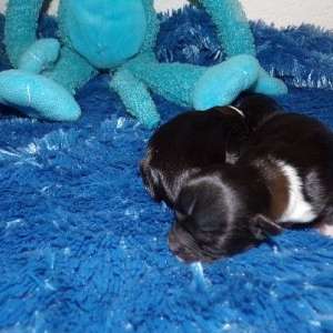 Full AKC Long Coat Chihuahua Puppies