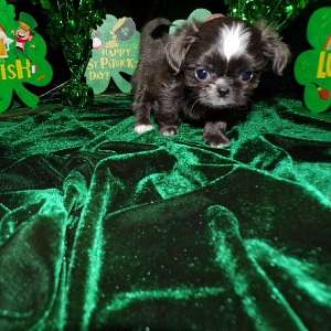 Tiny Imperial Shih Tzu Blue Puppies