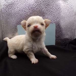 Tiny Teacup Apple Head Chihuahua Puppies