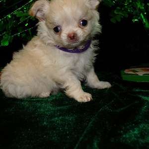 Tiny Teacup Apple Head Chihuahua Puppies