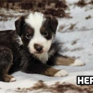 Mini Australian Shepherd Male