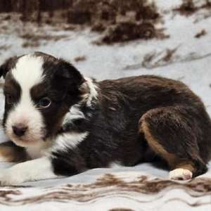 Mini Australian Shepherd Male