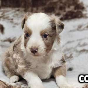 Mini Australian Shepherd Male