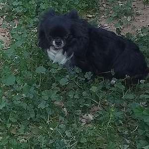 2 AKC Adult Long Coat Russian Chihuahuas Male and Female