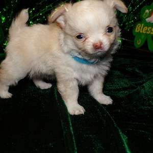 Tiny Teacup Apple Head Chihuahua Puppies...