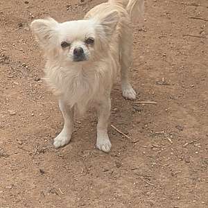 Adult Female Chihuahuas For Sale AKC