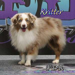 Kritter - Small Mini Red Merle Aussie Male