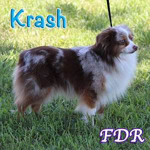 Krash - Toy Red Merle Aussie Male