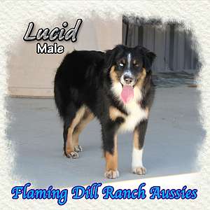 Lucid - Mini Blue Eyed Black Tri Aussie Male