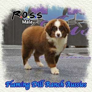 Ross - Small Mini Red Tri Aussie Male