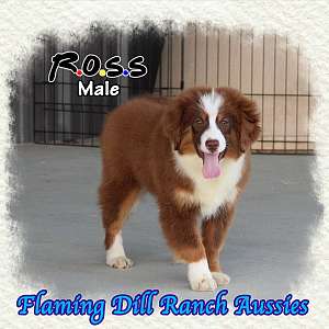 Ross - Small Mini Red Tri Aussie Male