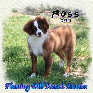 Ross - Large Toy to Small Mini Red Tri Aussie Male