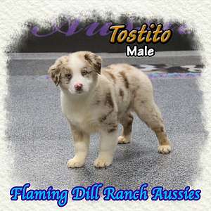 Tostito - Mini Red Merle Aussie Male