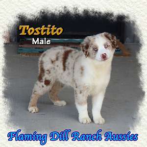 Tostito - Mini Red Merle Aussie Male