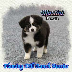 Martini - Toy Black Tri Aussie Female