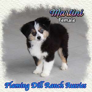 Martini - Toy Black Tri Aussie Female