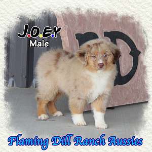 Joey - Small Mini Red Merle Aussie Male