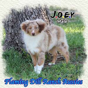 Joey - Large Toy to Small Mini Red Merle Aussie Male