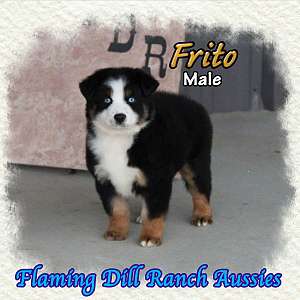 Frito - Mini Black Tri Aussie Male