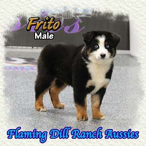 Frito - Mini Black Tri Aussie Male